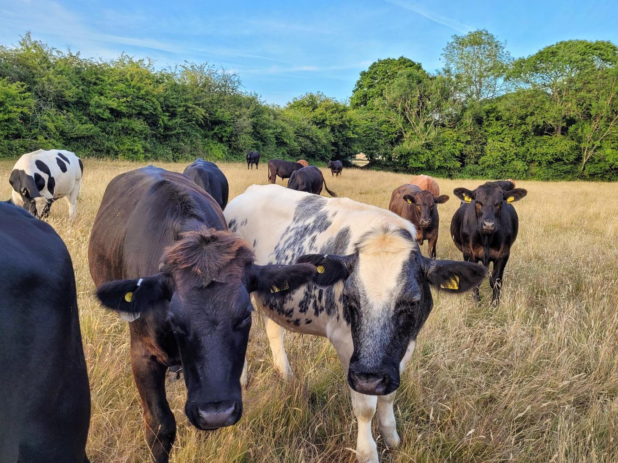 Hayfield Haven-uk40691 Holiday home Crowhurst (East Sussex)